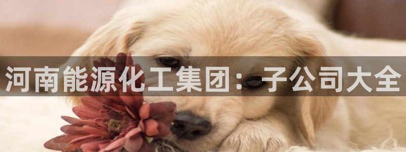 球盟会网页登录app下载地址