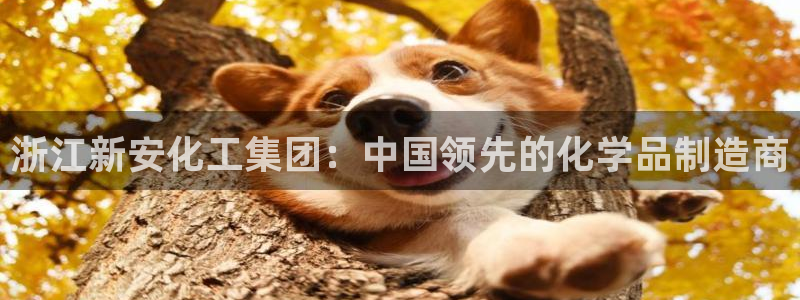 球盟会app最新地址在哪：浙江新安化工集团：中国领先的化学品
