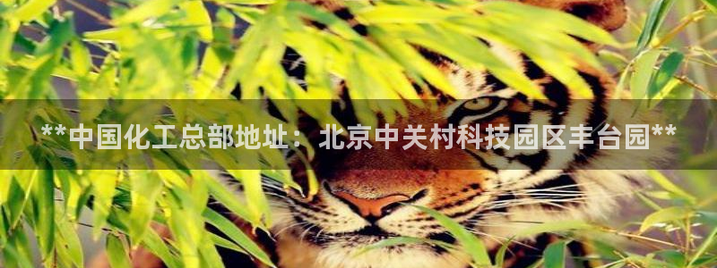 球盟会app入口