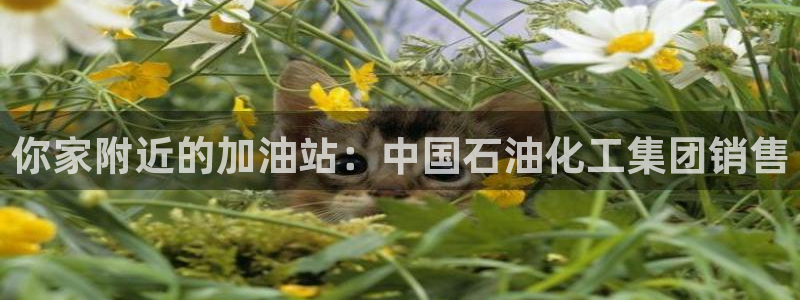球盟会qm8597