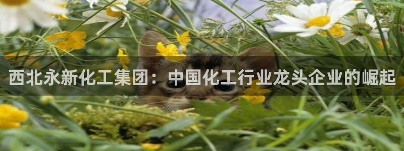 球盟会qm8597