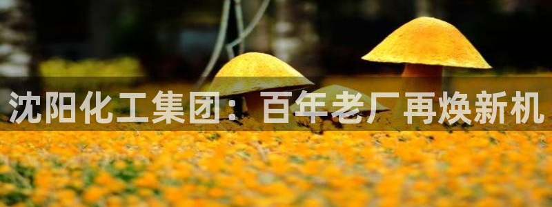球盟会论坛