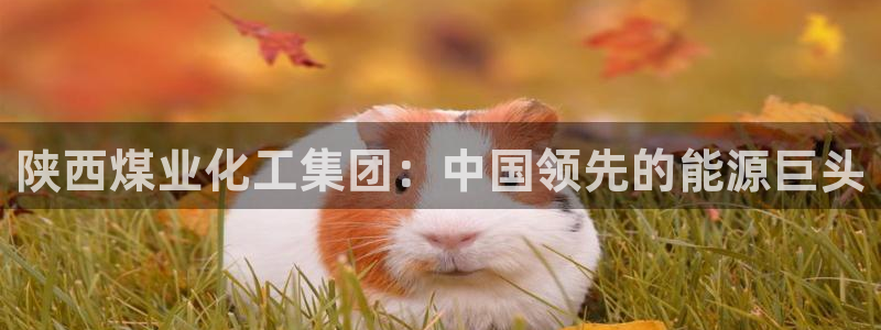 球盟会手机网页版：陕西煤业化工集团：中国领先的能源巨头