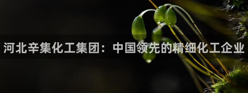 球盟会qm：河北辛集化工集团：中国领先的精细化工企业