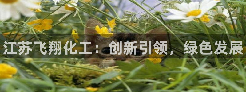 球盟会网页登录app下载地址：江苏飞翔化