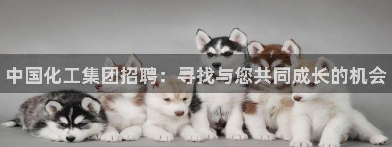 球盟会最新地址备用：中国化工集团招聘：寻